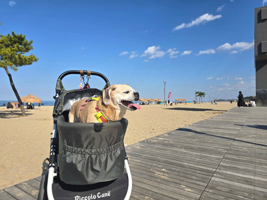 Our Beach Holiday At A New Dog-Friendly Hotel