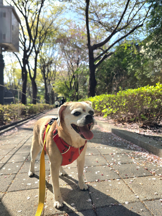 Spring in Seoul 2026