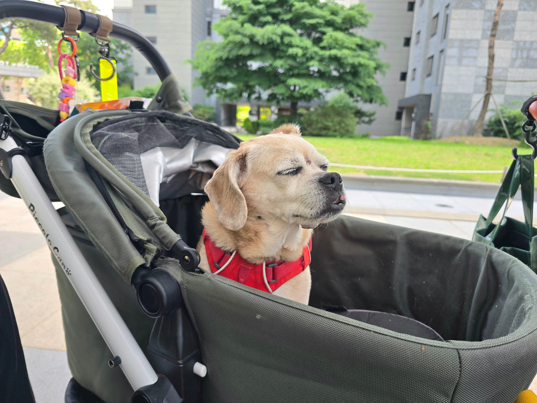 Lessons From My Dog