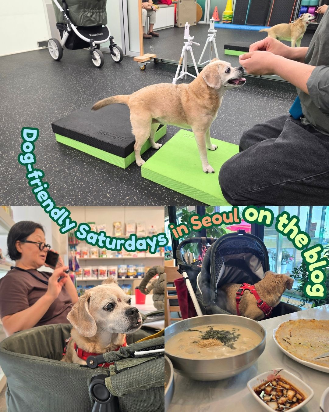 Relaxing Dog-Friendly Saturdays in Seoul