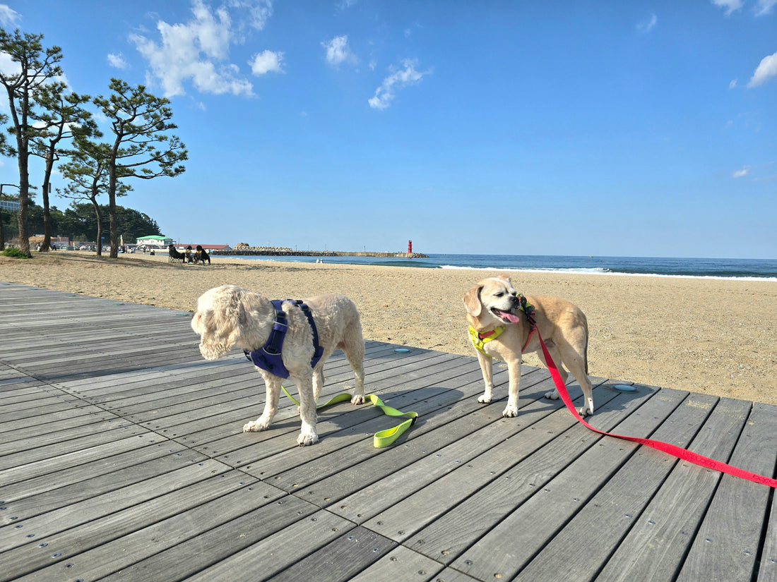 Monday Pupdate: What Do You Want To Hear More About?