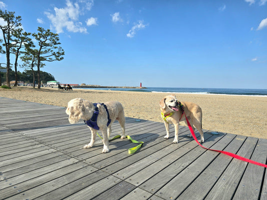Monday Pupdate: What Do You Want To Hear More About?